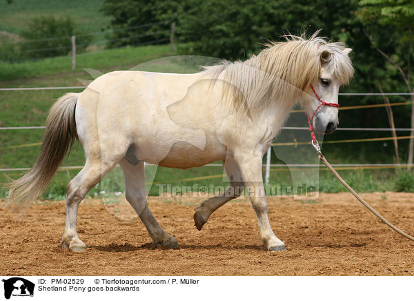Bodenarbeit Rckwrtsrichten / Shetland Pony goes backwards / PM-02529