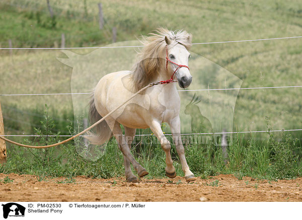 Bodenarbeit / Shetland Pony / PM-02530