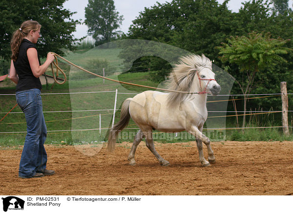 Shetland Pony / PM-02531