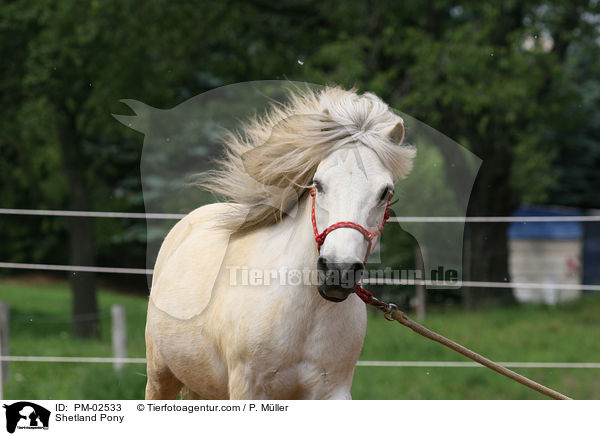 Bodenarbeit / Shetland Pony / PM-02533