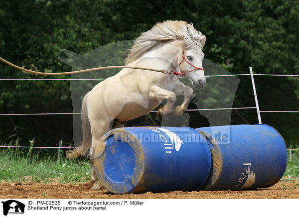Bodenarbeit / Shetland Pony jumps about barrel / PM-02535