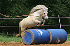 Shetland Pony jumps about barrel