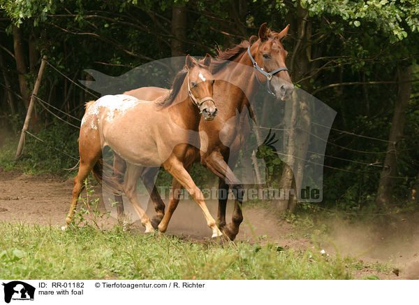mare with foal / RR-01182