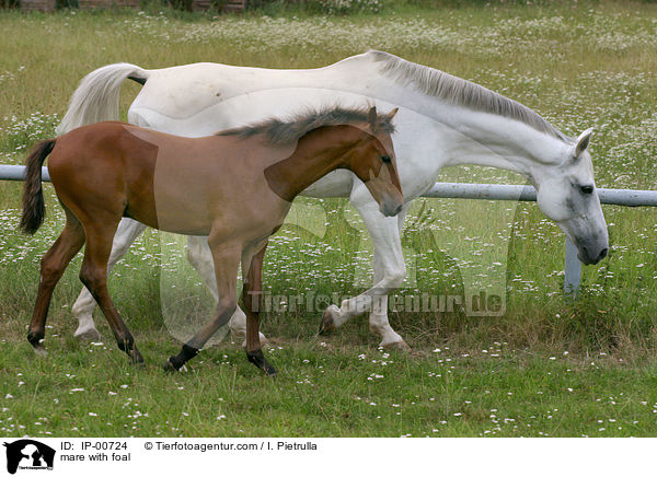 Stute mit Fohlen / mare with foal / IP-00724
