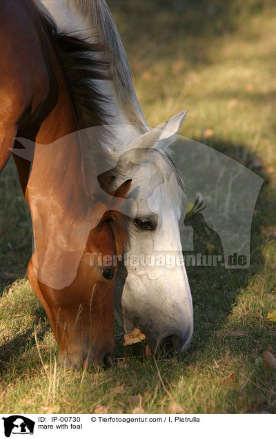Stute mit Fohlen / mare with foal / IP-00730