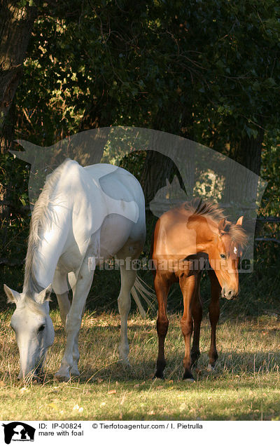 Stute mit Fohlen / mare with foal / IP-00824