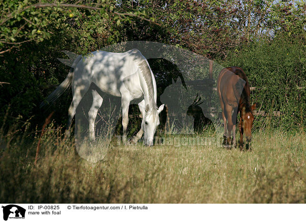 Stute mit Fohlen / mare with foal / IP-00825
