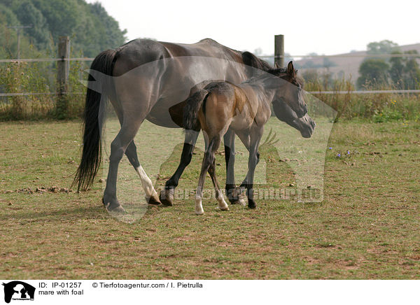 Stute mit Fohlen / mare with foal / IP-01257