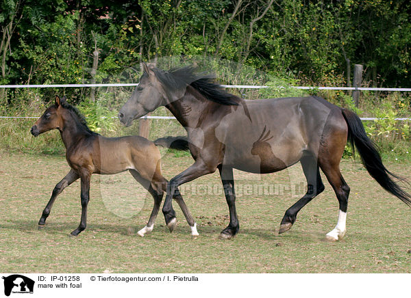 Stute mit Fohlen / mare with foal / IP-01258