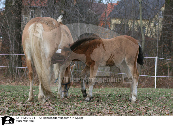 mare with foal / PM-01784