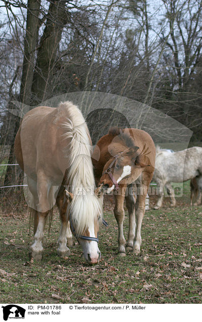 mare with foal / PM-01786