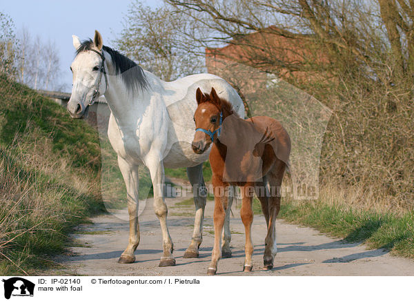 mare with foal / IP-02140