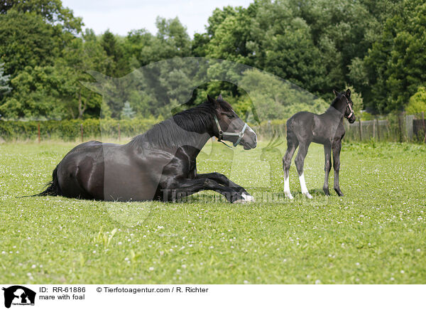 Stute mit Fohlen / mare with foal / RR-61886