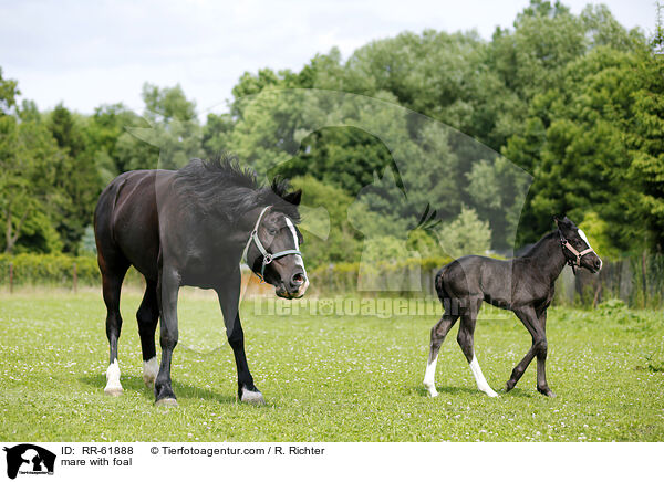 Stute mit Fohlen / mare with foal / RR-61888