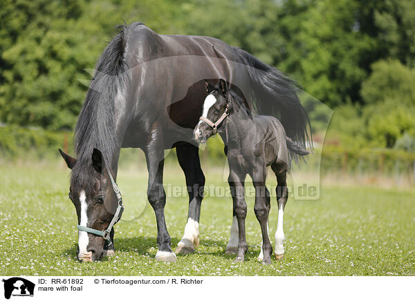 Stute mit Fohlen / mare with foal / RR-61892