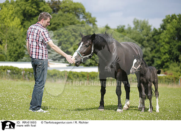 Stute mit Fohlen / mare with foal / RR-61893