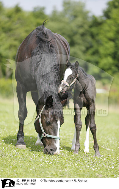 Stute mit Fohlen / mare with foal / RR-61895