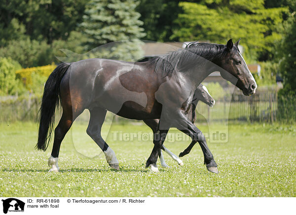 Stute mit Fohlen / mare with foal / RR-61898