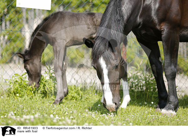 Stute mit Fohlen / mare with foal / RR-61903