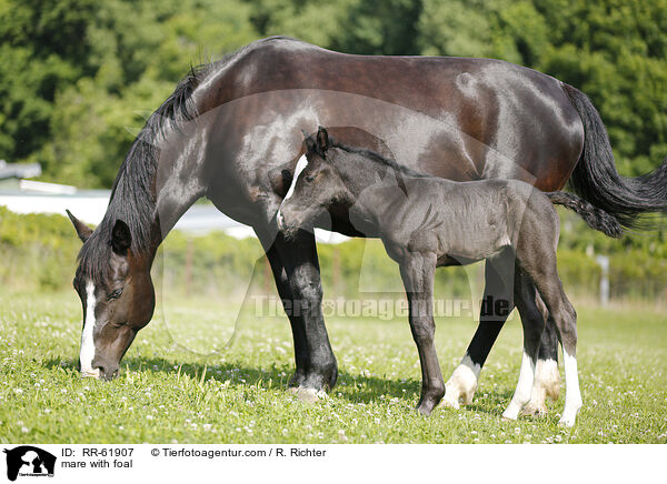 Stute mit Fohlen / mare with foal / RR-61907