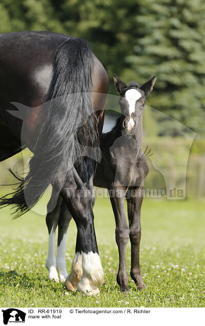 Stute mit Fohlen / mare with foal / RR-61919