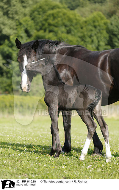 Stute mit Fohlen / mare with foal / RR-61920