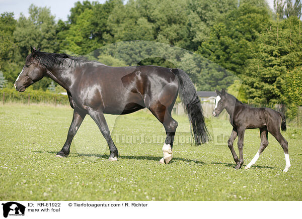 Stute mit Fohlen / mare with foal / RR-61922