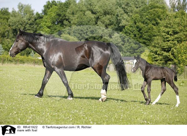 mare with foal / RR-61922