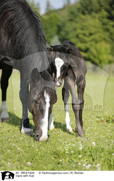 Stute mit Fohlen / mare with foal / RR-61926