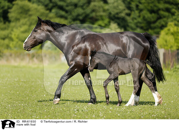 Stute mit Fohlen / mare with foal / RR-61930