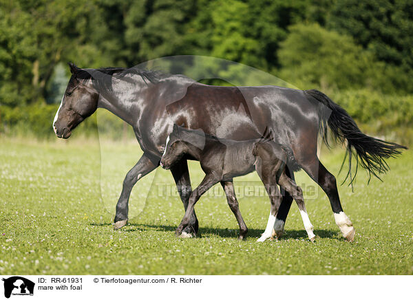 mare with foal / RR-61931