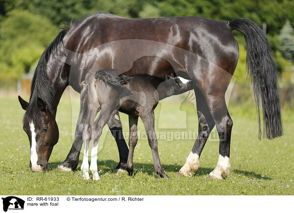 Stute mit Fohlen / mare with foal / RR-61933