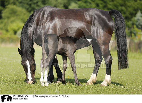 Stute mit Fohlen / mare with foal / RR-61934