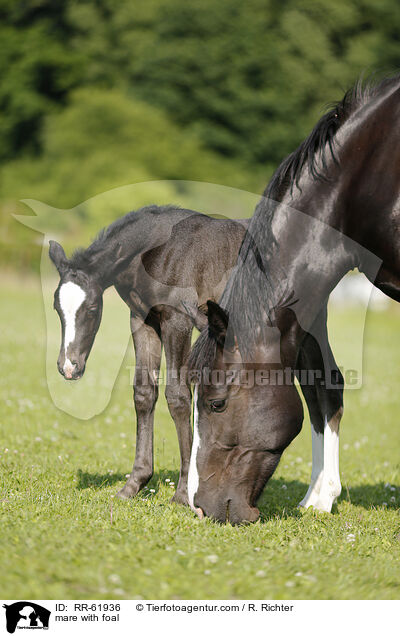 Stute mit Fohlen / mare with foal / RR-61936