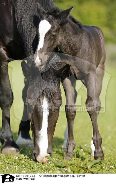 mare with foal / RR-61938