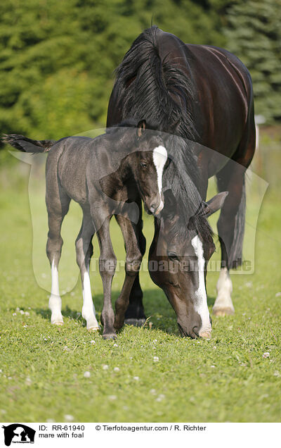 Stute mit Fohlen / mare with foal / RR-61940