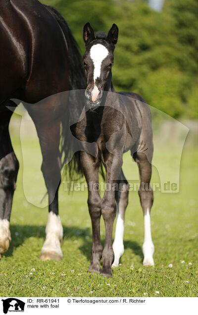 Stute mit Fohlen / mare with foal / RR-61941