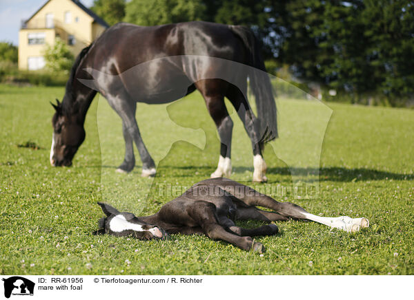 Stute mit Fohlen / mare with foal / RR-61956