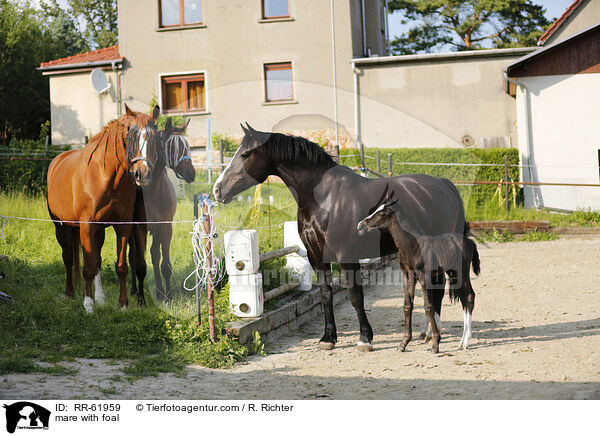 Stute mit Fohlen / mare with foal / RR-61959