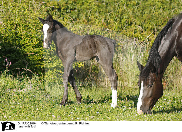 Stute mit Fohlen / mare with foal / RR-62064