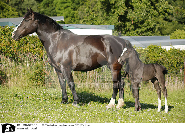 Stute mit Fohlen / mare with foal / RR-62065