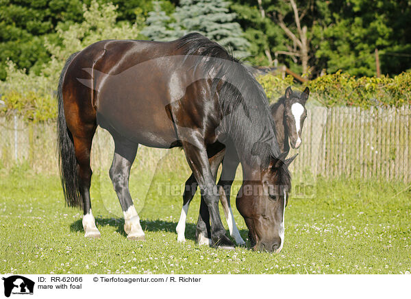 Stute mit Fohlen / mare with foal / RR-62066