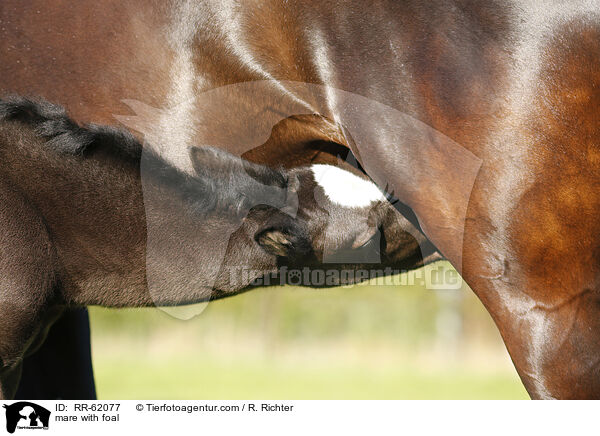 Stute mit Fohlen / mare with foal / RR-62077