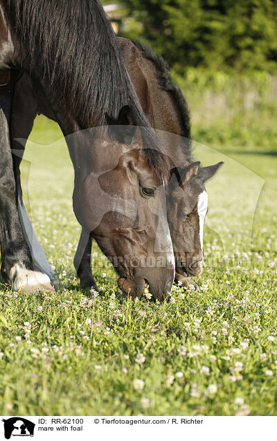 Stute mit Fohlen / mare with foal / RR-62100