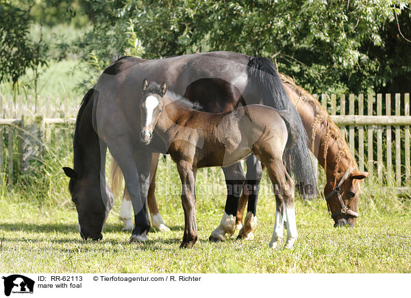 Stute mit Fohlen / mare with foal / RR-62113