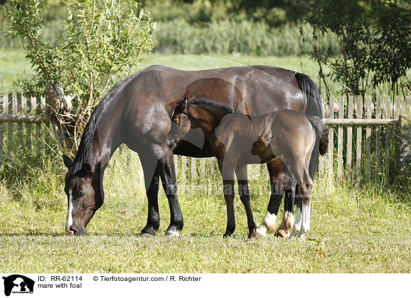 Stute mit Fohlen / mare with foal / RR-62114