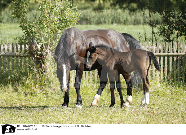 Stute mit Fohlen / mare with foal / RR-62115