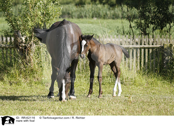 Stute mit Fohlen / mare with foal / RR-62116