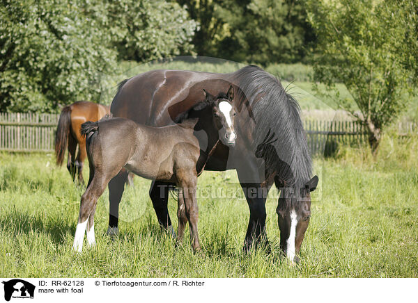 Stute mit Fohlen / mare with foal / RR-62128