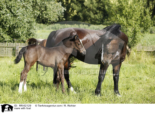 Stute mit Fohlen / mare with foal / RR-62129